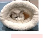 Soft Fluffy Cat Sleeping Bag – Thickened Quilt Bed for Kittens & Small Pets - Image 5