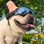 Pet Sunglasses with Gold Chain - Stylish Dog & Cat Goggles