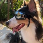 Pet Sunglasses with Gold Chain - Stylish Dog & Cat Goggles - Image 2